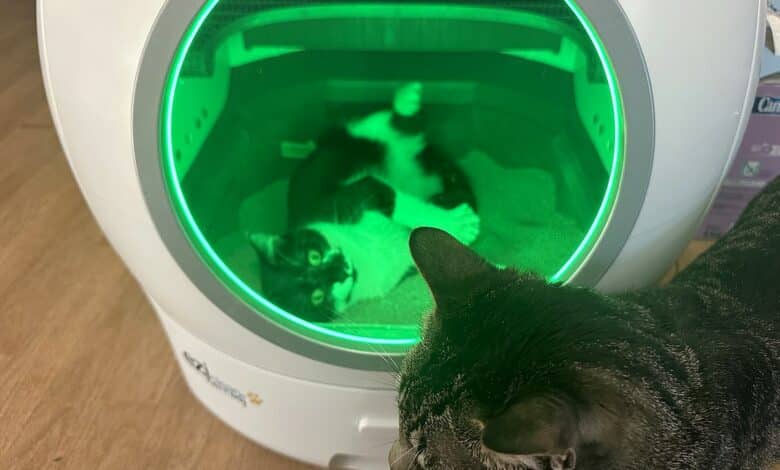 Namie et Gazo valident en duo l’espace confortable de la litière connectée EziClean K10i !