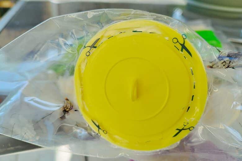 Zoom sur le couvercle jaune du piège à mouches Edialux, avec repères de découpe intégrés.