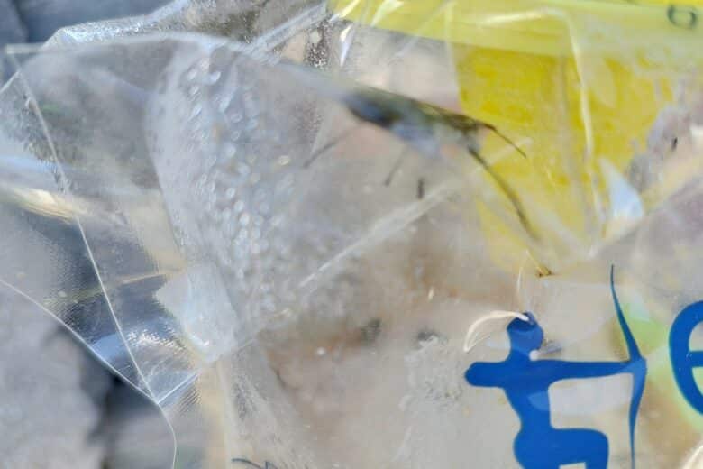 À peine installé, le piège à mouches Edialux commence déjà à capturer ses premières intruses.