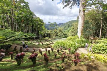Des broméliacées du jardin botanique.