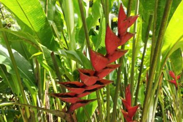 Des plantes atypiques.