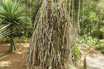 Des racines aériennes de Pandanus.