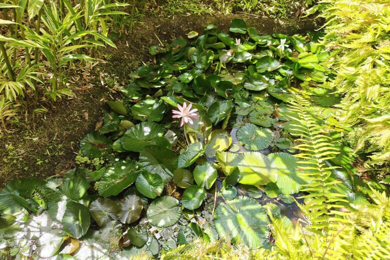Un point d'eau avec des plantes.