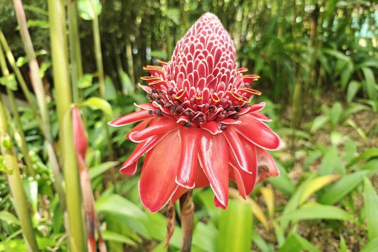 Des plantes atypiques à découvrir lors de la visite des jardins de Balata.