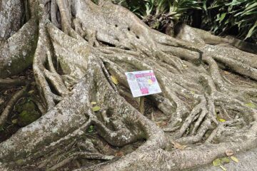 Des racines de ficus étrangleur.