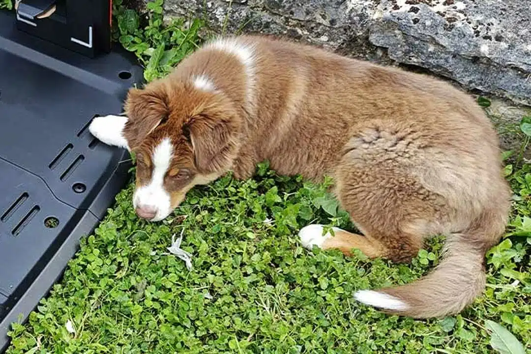 Un jeune chien dans l'herbe.