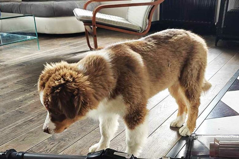Un jeune chien devant un aspirateur balai.