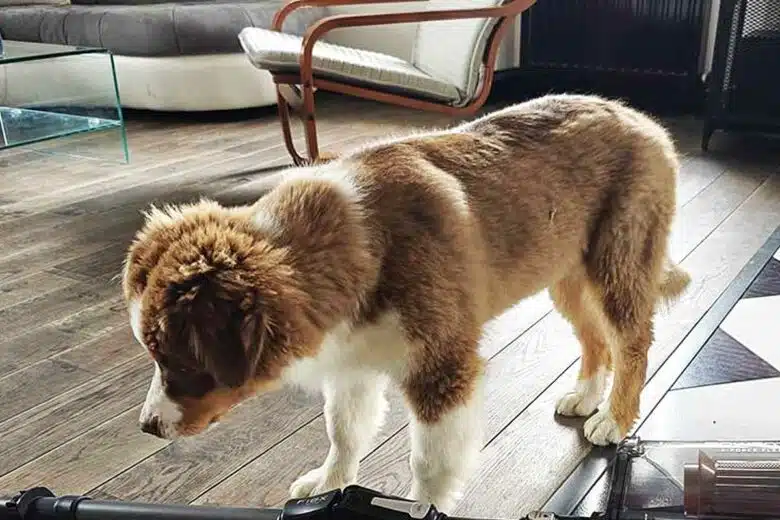 Un jeune chien devant un aspirateur balai.