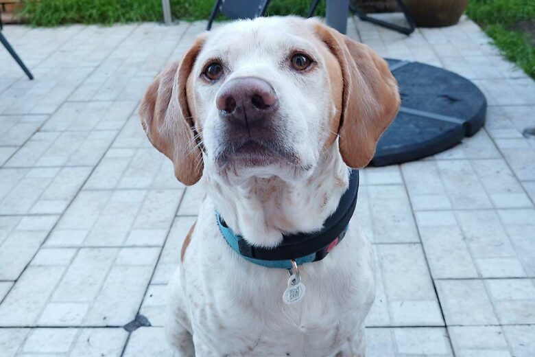 Un chien qui attend l'ordre de son maitre.