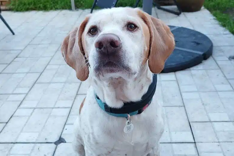 Un chien qui attend l'ordre de son maitre.