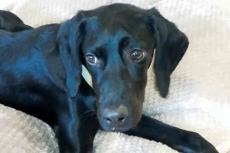 Un jeune chien qui aime faire des bêtises.