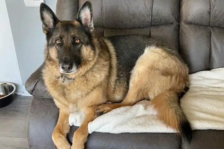 Un berger allemand sur le canapé.