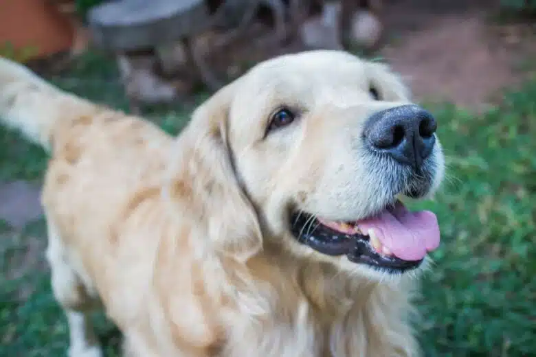 Un golden retriever dans un jardin.