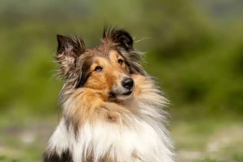 Un chien à poils longs.