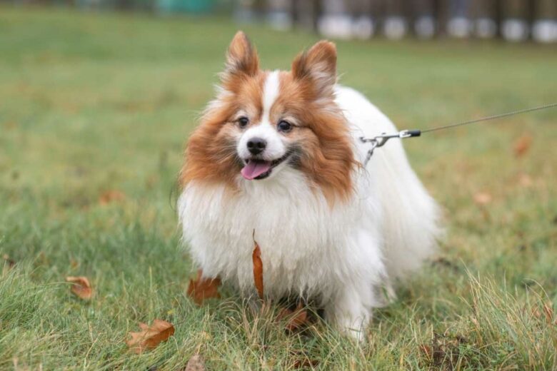 Un chien papillon.