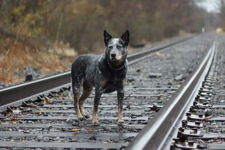 Un Australian Cattle Dog sur une voie ferrée.