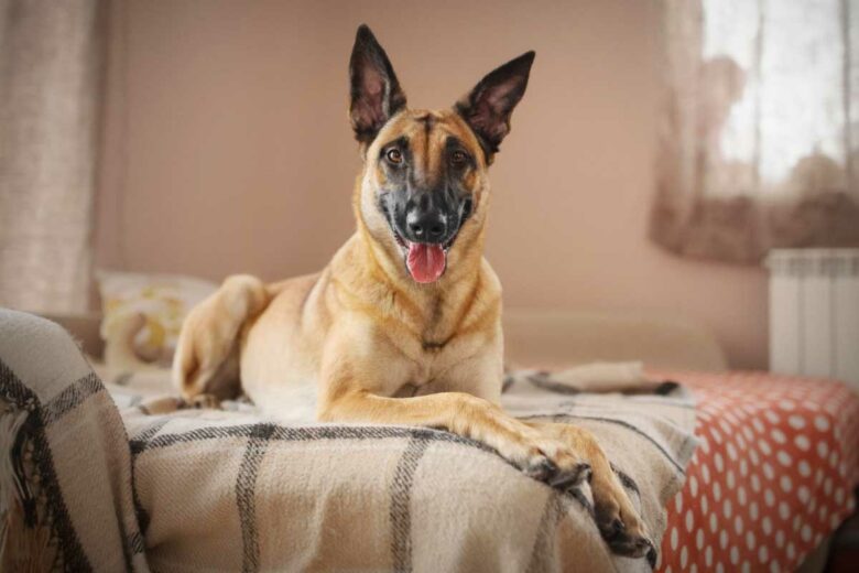 Un berger belge malinois sur le lit.