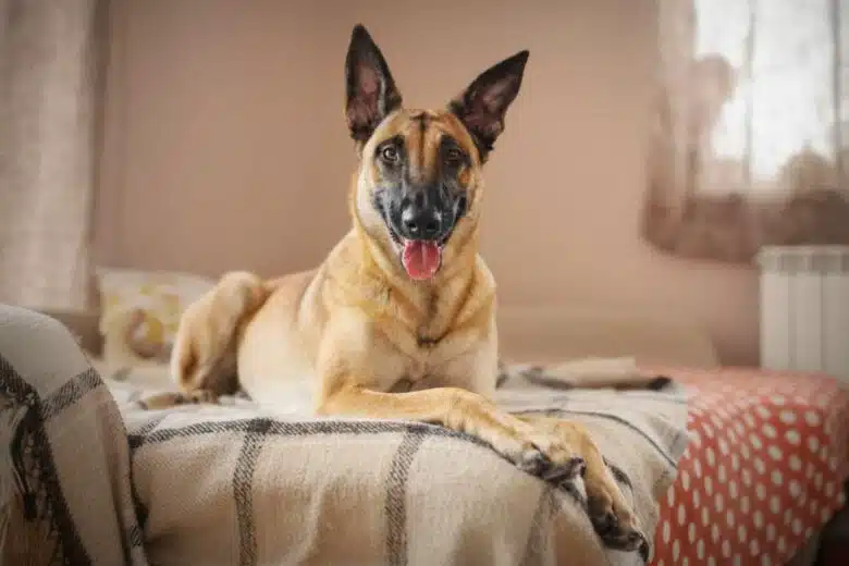 Un berger belge malinois sur le lit.