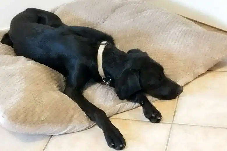 Un chien allongé sur un plaid.