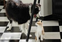Un chat et un chien jouent ensemble.