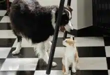 Un chat et un chien jouent ensemble.