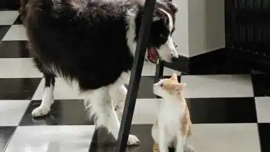 Un chat et un chien jouent ensemble.