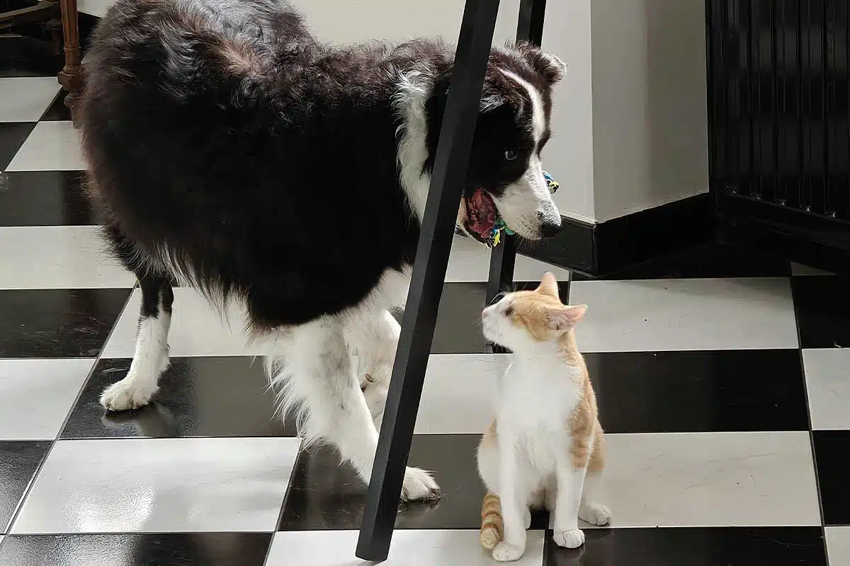 Un chat et un chien jouent ensemble.