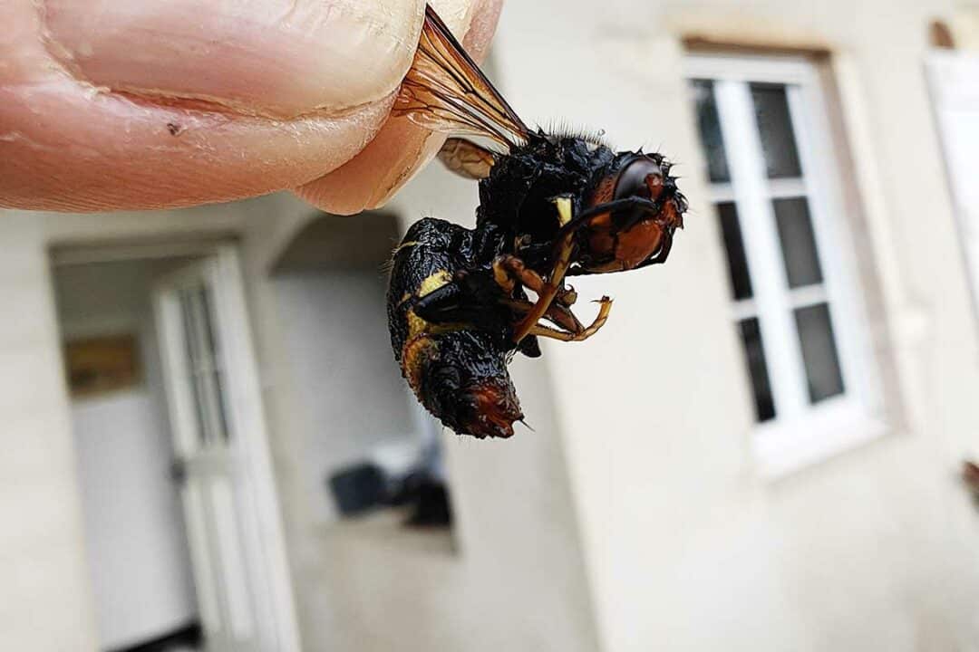 Un frelon asiatique.