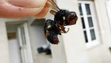 Un frelon asiatique.
