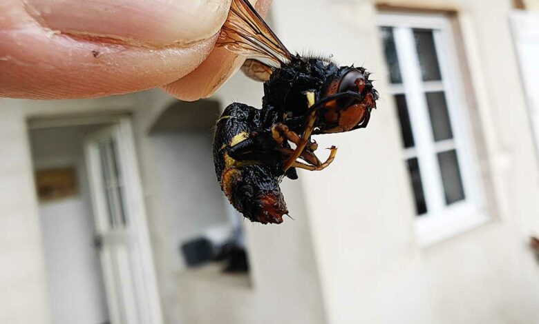 Un frelon asiatique.