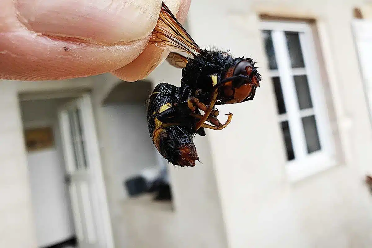 Un frelon asiatique.
