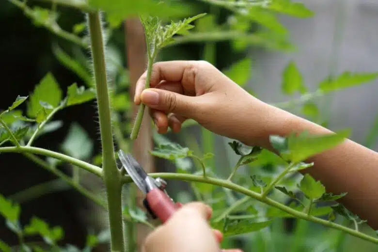Coupe d'un gourmand sur un plant de tomate.