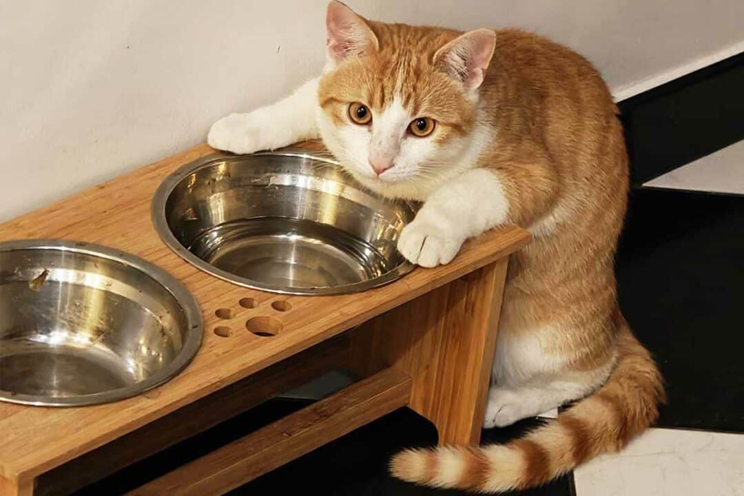Un chat devant des gamelles d'eau et de nourriture.