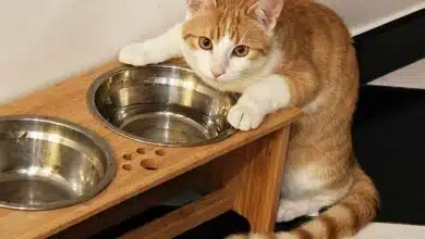 Un chat devant des gamelles d'eau et de nourriture.