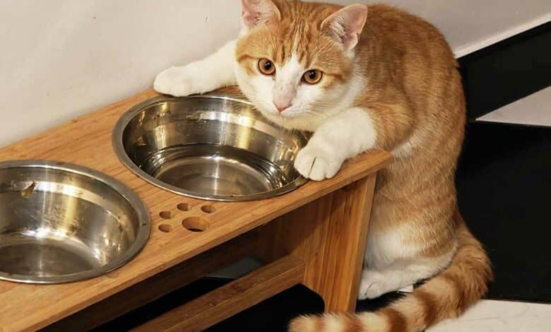 Un chat devant des gamelles d'eau et de nourriture.