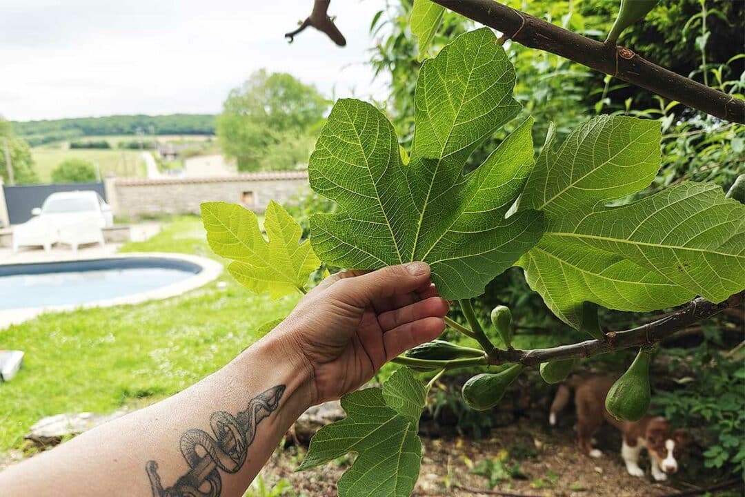 Les feuilles de figuier ont des vertus insoupçonnées.