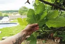 Les feuilles de figuier ont des vertus insoupçonnées.