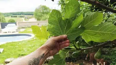 Les feuilles de figuier ont des vertus insoupçonnées.