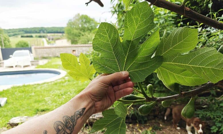 Les feuilles de figuier ont des vertus insoupçonnées.