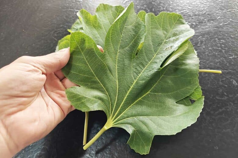 De belles feuilles de figuier fraichement récoltées.