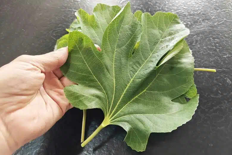 De belles feuilles de figuier fraichement récoltées.