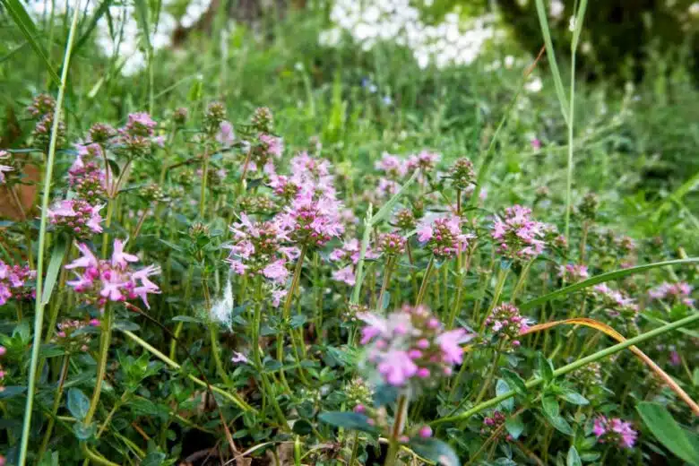 Du thym serpolet en fleur.