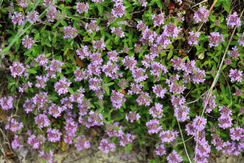 Des fleurs de thym serpolet.