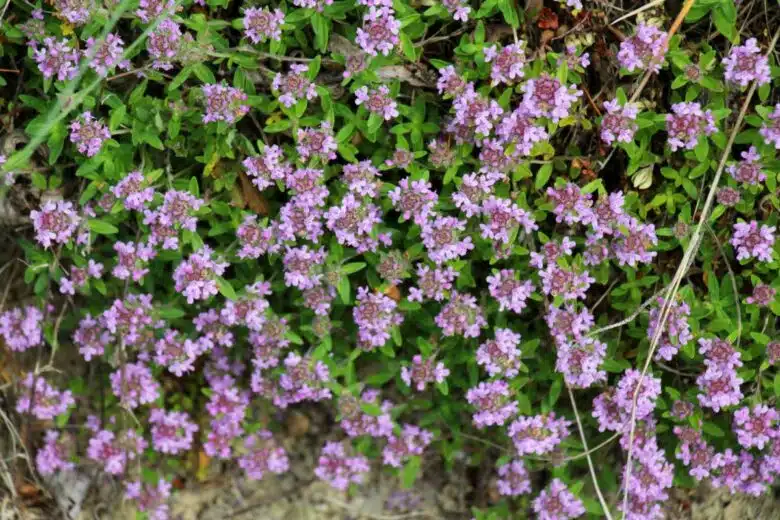 Des fleurs de thym serpolet.