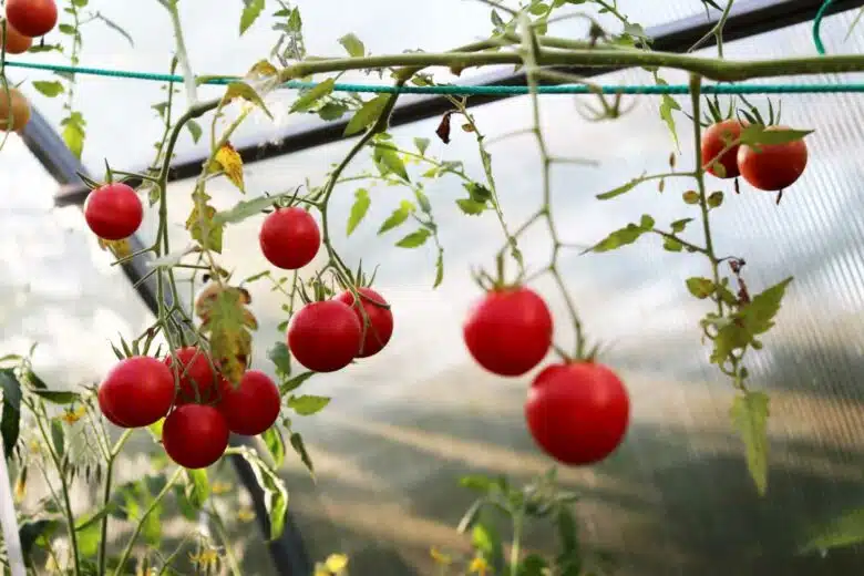 Culture de tomates à l'horizontale.