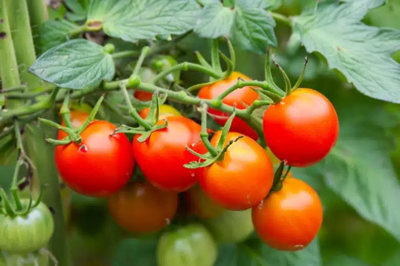 Une grappe de tomates sur pied.