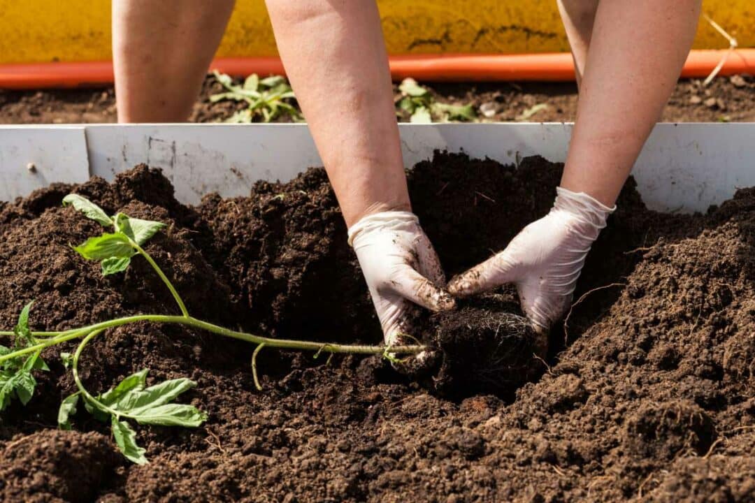 Une personne fait une plantation à l'horizontale.