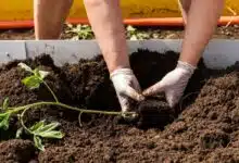 Une personne fait une plantation à l'horizontale.