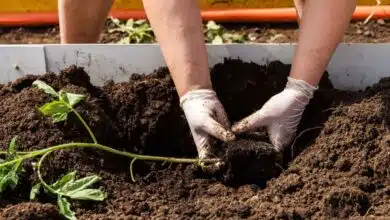 Une personne fait une plantation à l'horizontale.