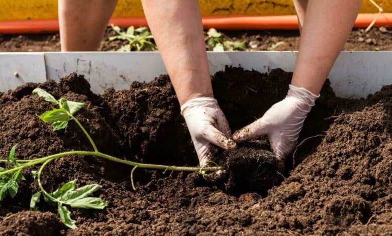 Une personne fait une plantation à l'horizontale.